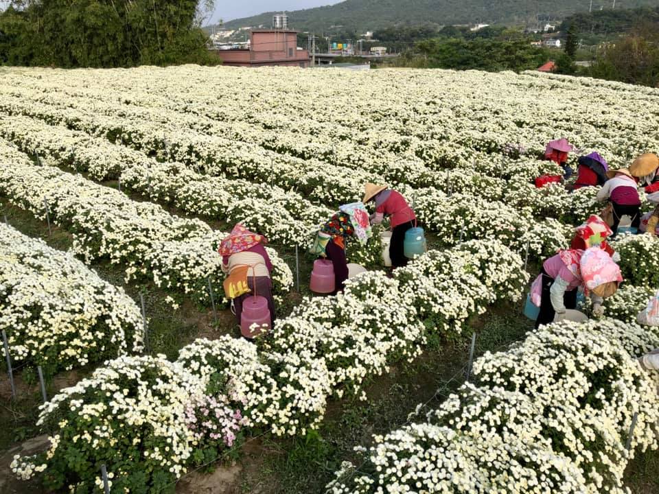 花農們頭戴斗笠、身穿花布衣在田間採收。圖中拍攝地點為銅鑼茶廠花田。圖:翻攝自花現銅鑼臉書 花農們頭戴斗笠、身穿花布衣在田間採收。圖中拍攝地點為銅鑼茶廠花田。圖:翻攝自花現銅鑼臉書