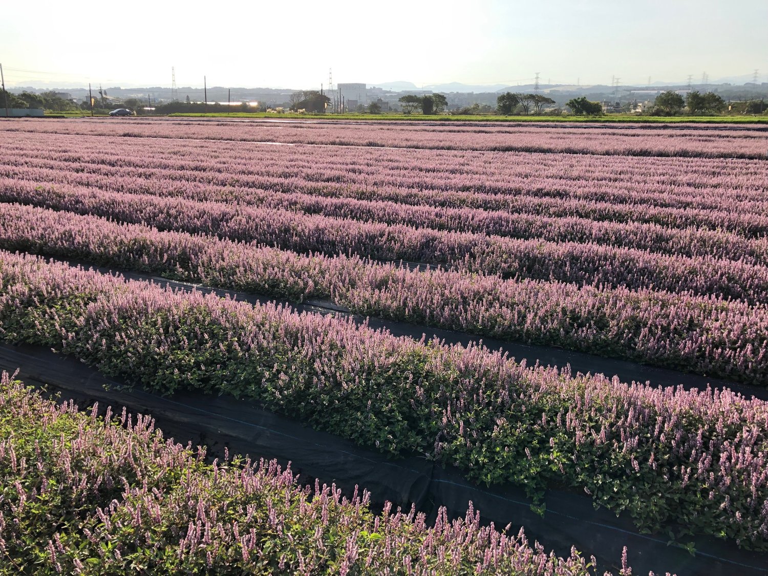 桃園仙草花大面積種植可以媲美國外的花田美景。圖:翻攝自2019桃園仙草花節臉書 桃園仙草花大面積種植可以媲美國外的花田美景。圖:翻攝自2019桃園仙草花節臉書