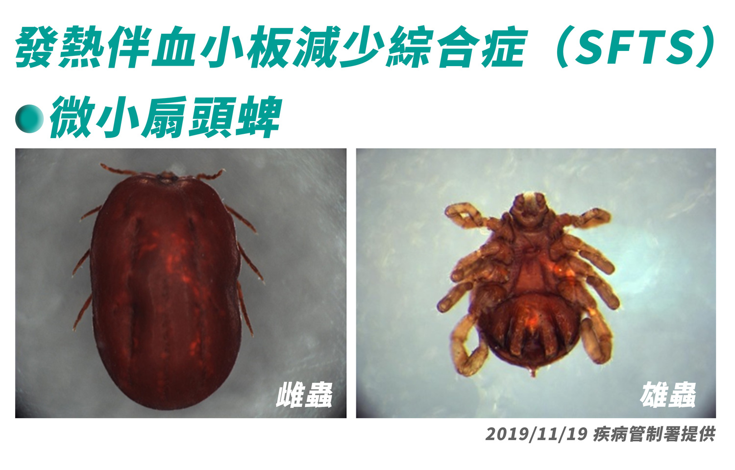 疾管署表示,蜱蟲俗稱「壁蝨」或「八腳怪」,以棲息草叢、樹林等野外環境為主,4月至10月為國內蜱蟲活動季節 圖:疾管署/提供 疾管署表示,蜱蟲俗稱「壁蝨」或「八腳怪」,以棲息草叢、樹林等野外環境為主,4月至10月為國內蜱蟲活動季節 圖:疾管署/提供