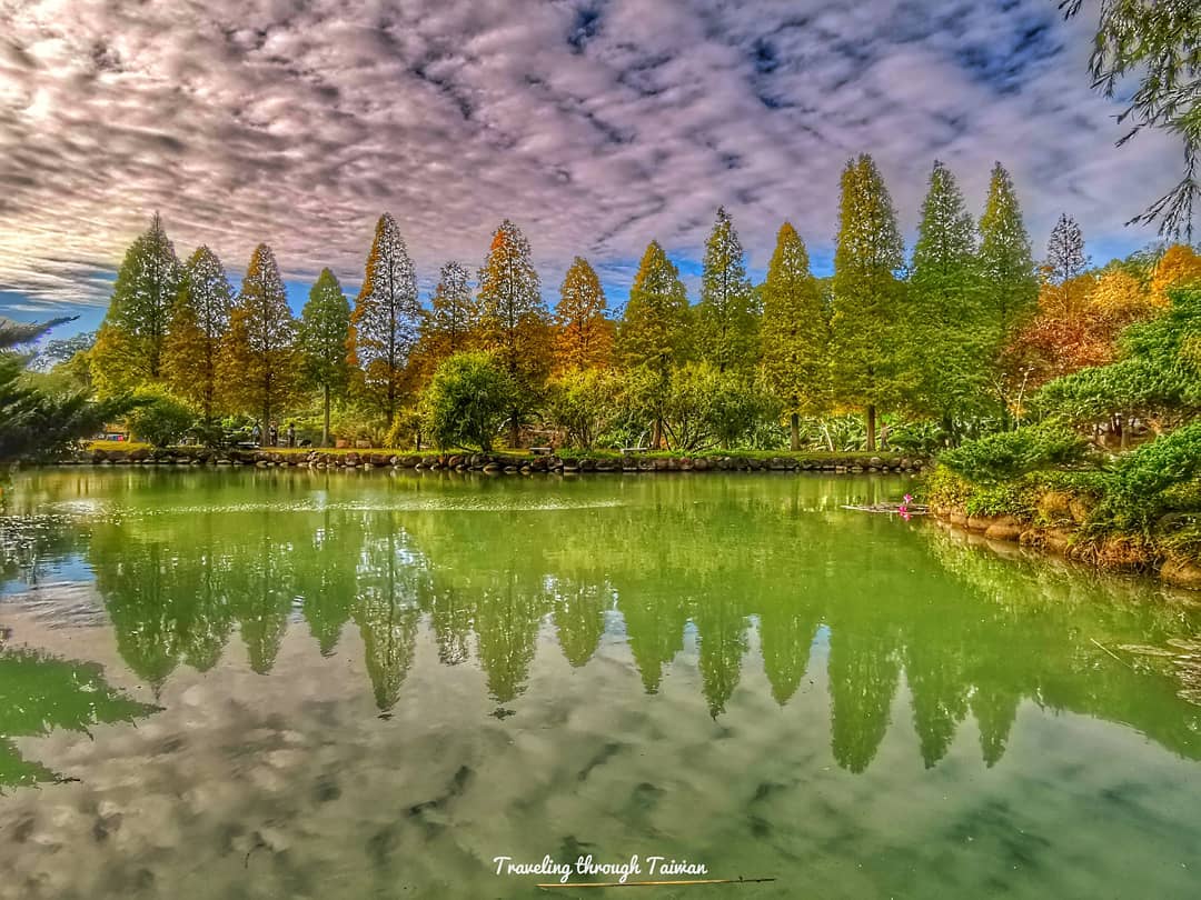 北埔六塘的落羽松是很經典的湖景,一排落羽松於水邊排開。圖:IG@subaristj/攝影授權 北埔六塘的落羽松是很經典的湖景,一排落羽松於水邊排開。圖:IG@subaristj/攝影授權