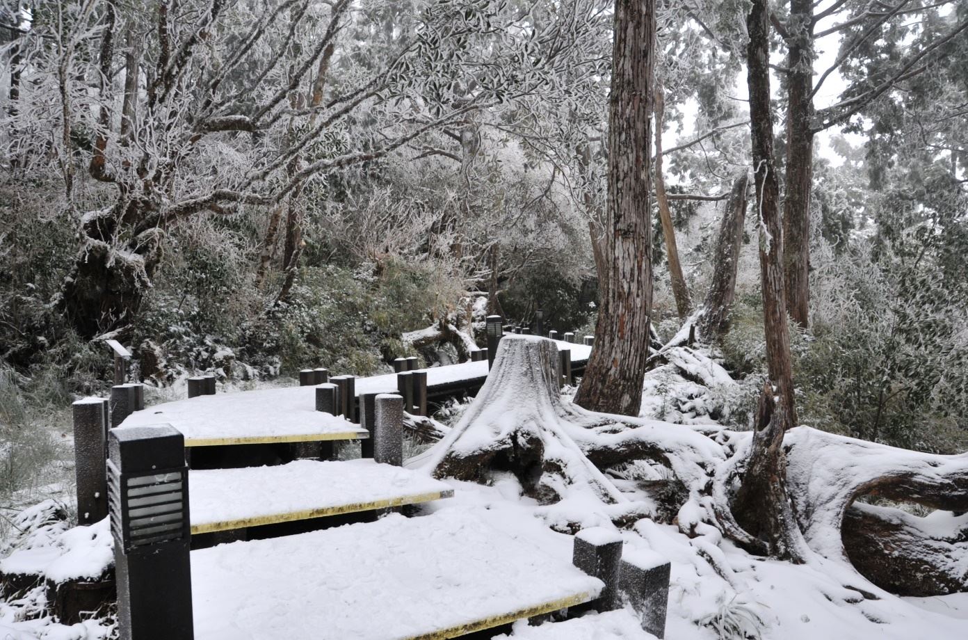 太平山因為海拔較低,是否降雪相當吃運氣。但有幸遇到的話,輕踏白雪尋找山林秘境,步道輕鬆易走,是雪季上山非常輕鬆寫意的選擇。圖:羅東林管處/提供 太平山因為海拔較低,是否降雪相當吃運氣。但有幸遇到的話,輕踏白雪尋找山林秘境,步道輕鬆易走,是雪季上山非常輕鬆寫意的選擇。圖:羅東林管處/提供