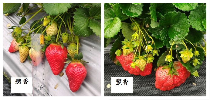 豐香草莓的濃郁香氣及果實口感深受台灣消費者喜愛,成台灣主要栽種的品種,「戀香」則是苗栗區農業改良場孕育的第一個新品種 圖:苗栗區農業改良場/提供 豐香草莓的濃郁香氣及果實口感深受台灣消費者喜愛,成台灣主要栽種的品種,「戀香」則是苗栗區農業改良場孕育的第一個新品種 圖:苗栗區農業改良場/提供