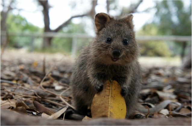 西澳的Qquokka是短尾矮袋鼠,號稱最快樂的動物,短短的四肢和毛茸茸身軀迷倒不少人。圖:翻攝自Rottnest Island,Western Australia臉書 西澳的Qquokka是短尾矮袋鼠,號稱最快樂的動物,短短的四肢和毛茸茸身軀迷倒不少人。圖:翻攝自Rottnest Island,Western Australia臉書