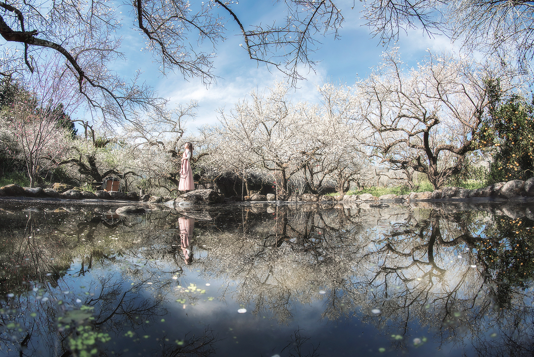 烏松崙的梅園裡面有一片水池,水面倒映梅花樹群與藍天,成為當地熱門拍照景點。圖:IG@lilianwang_tw/攝影授權 烏松崙的梅園裡面有一片水池,水面倒映梅花樹群與藍天,成為當地熱門拍照景點。圖:IG@lilianwang_tw/攝影授權