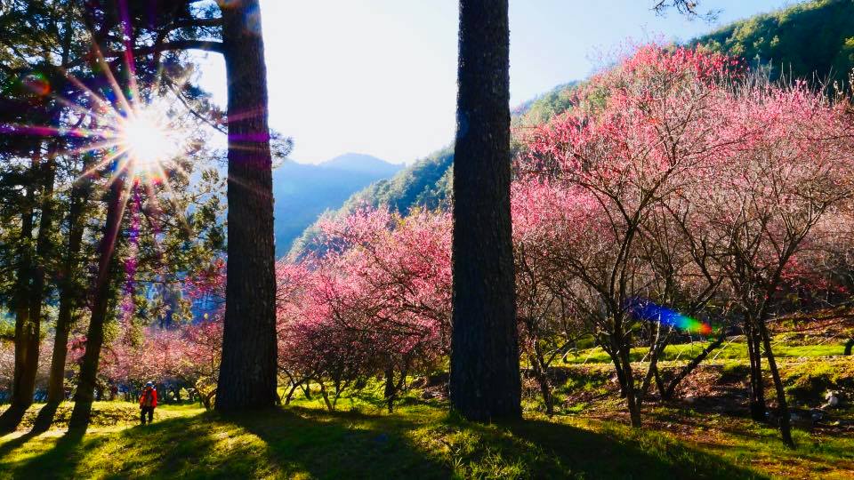 武陵農場南谷梅花園已經盛開,蠟梅也已經綻放,周末(11、12)還在盛開期。圖為1/3花況。圖:翻攝自武陵農場粉絲頁 武陵農場南谷梅花園已經盛開,蠟梅也已經綻放,周末(11、12)還在盛開期。圖為1/3花況。圖:翻攝自武陵農場粉絲頁