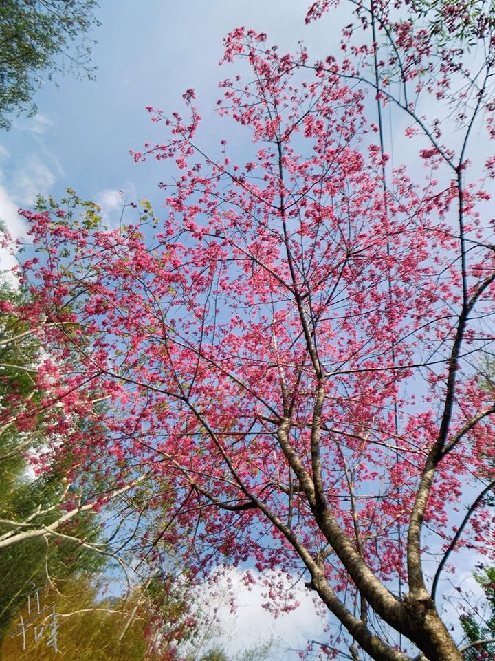 烏來區公所推薦4處賞櫻景點，都會在過年期間達到滿開。圖：翻攝自賞花快報