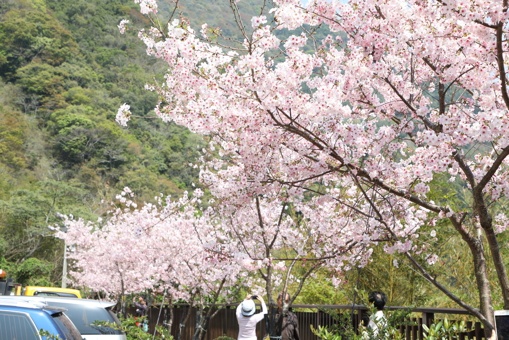 北橫櫻花季通常在2月中旬開始，桃園風管處表示，目前各處慢慢有櫻花零星開花。圖：翻攝自桃園觀光導覽網（資料照）