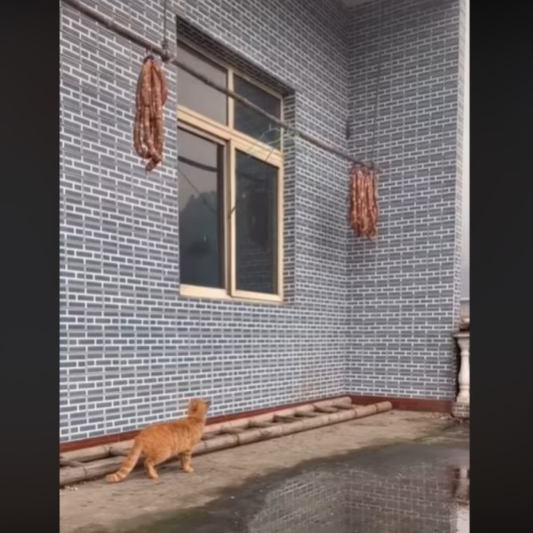 一隻橘貓發現竹竿上吊著一堆香腸。圖/翻攝自FB@9GAG Cute 一隻橘貓發現竹竿上吊著一堆香腸。圖/翻攝自FB@9GAG Cute