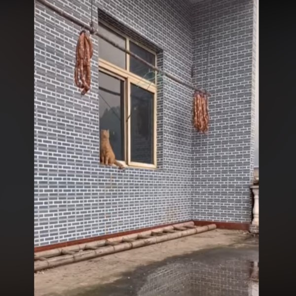 牠先跳上窗台觀望(圖/翻攝FB@9GAGCute) 牠先跳上窗台觀望(圖/翻攝FB@9GAGCute)