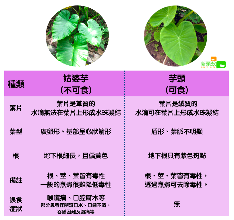 姑婆芋、芋頭別傻傻分不清 圖：新頭殼/製表（圖片取自彰化縣衛生局）