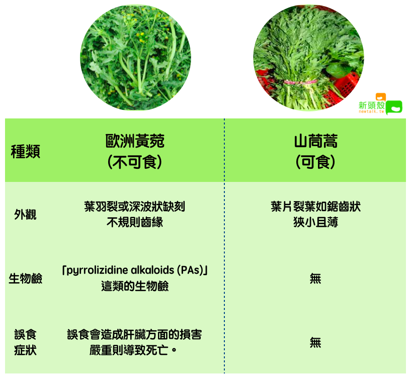 歐洲黃菀和山茼蒿不一樣！ 圖：新頭殼/製表(圖：食藥署、農委會)