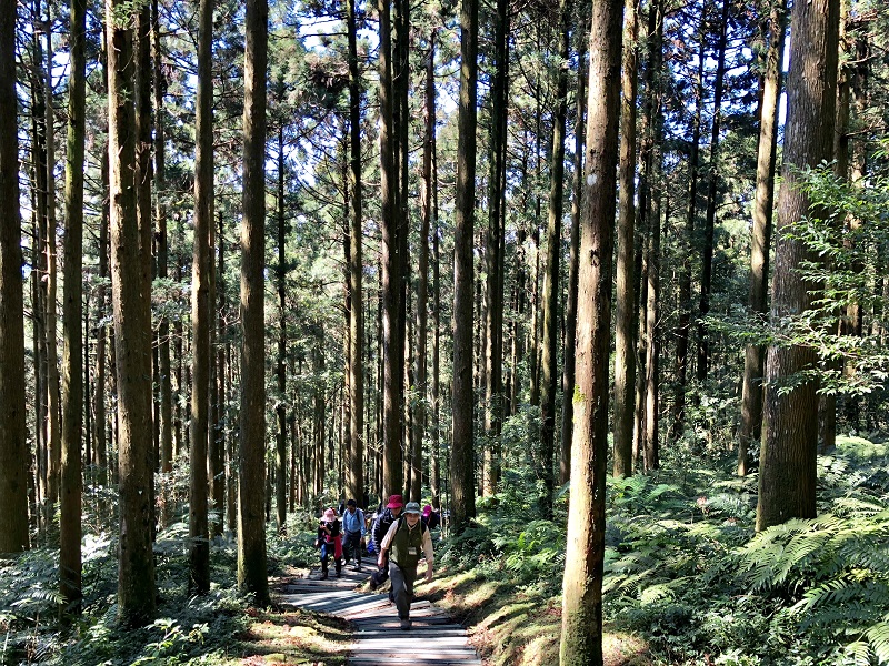 東眼山自導式步道走路約1個小時,就能登頂台灣小百岳之一的東眼山。 圖:新竹林管處/提供 東眼山自導式步道走路約1個小時,就能登頂台灣小百岳之一的東眼山。 圖:新竹林管處/提供