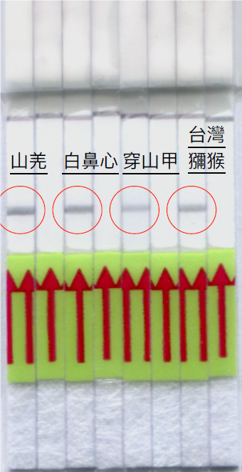 林務局表示,就市面上較可能出現的野生動物肉品,如台灣野山羊、白鼻心、穿山甲等對象,研發出專屬試紙 圖:林務局/提供 林務局表示,就市面上較可能出現的野生動物肉品,如台灣野山羊、白鼻心、穿山甲等對象,研發出專屬試紙 圖:林務局/提供