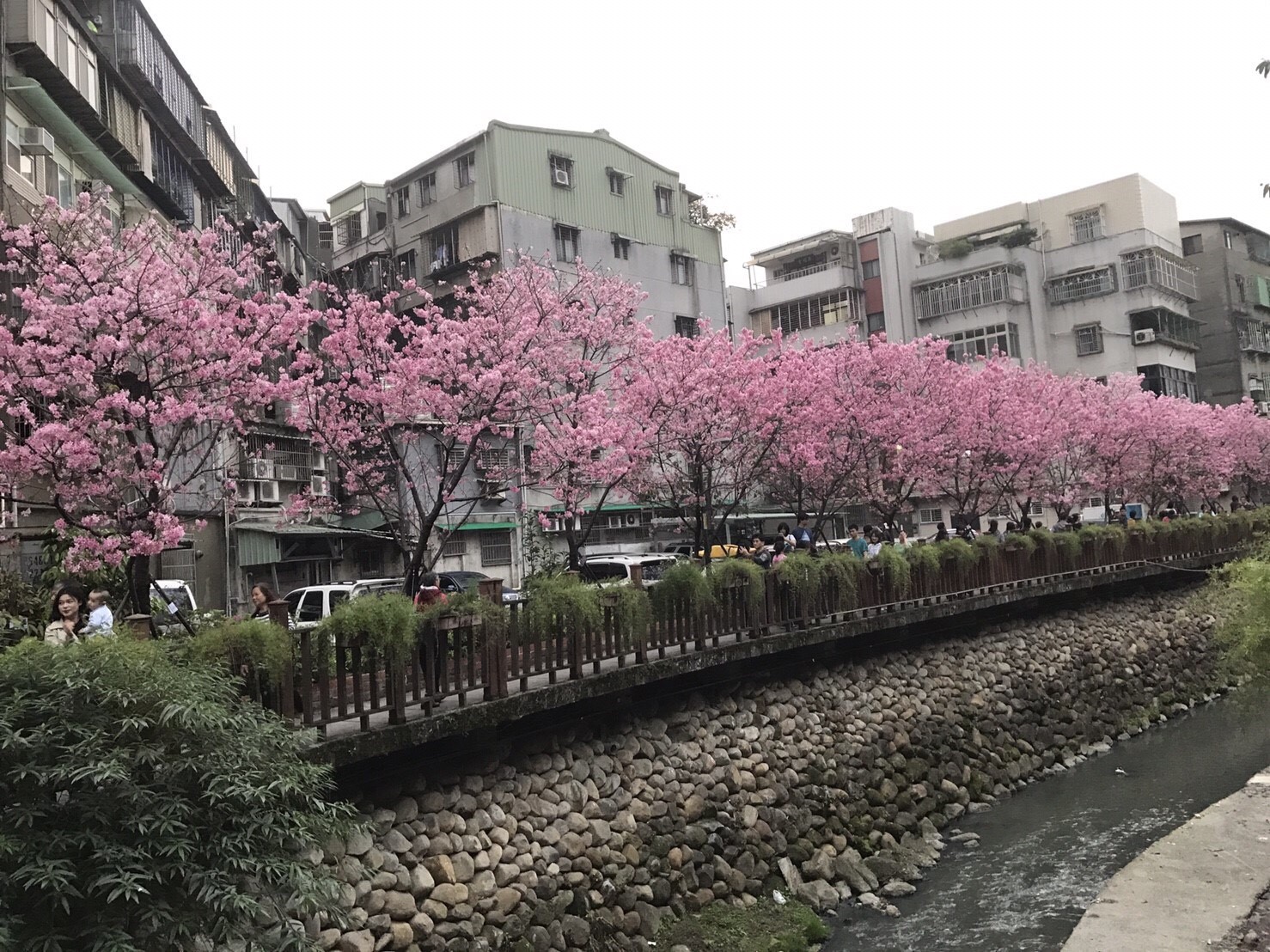 土城的希望之河左岸栽種一排吉野櫻。圖:翻攝自我的新北市臉書 土城的希望之河左岸栽種一排吉野櫻。圖:翻攝自我的新北市臉書