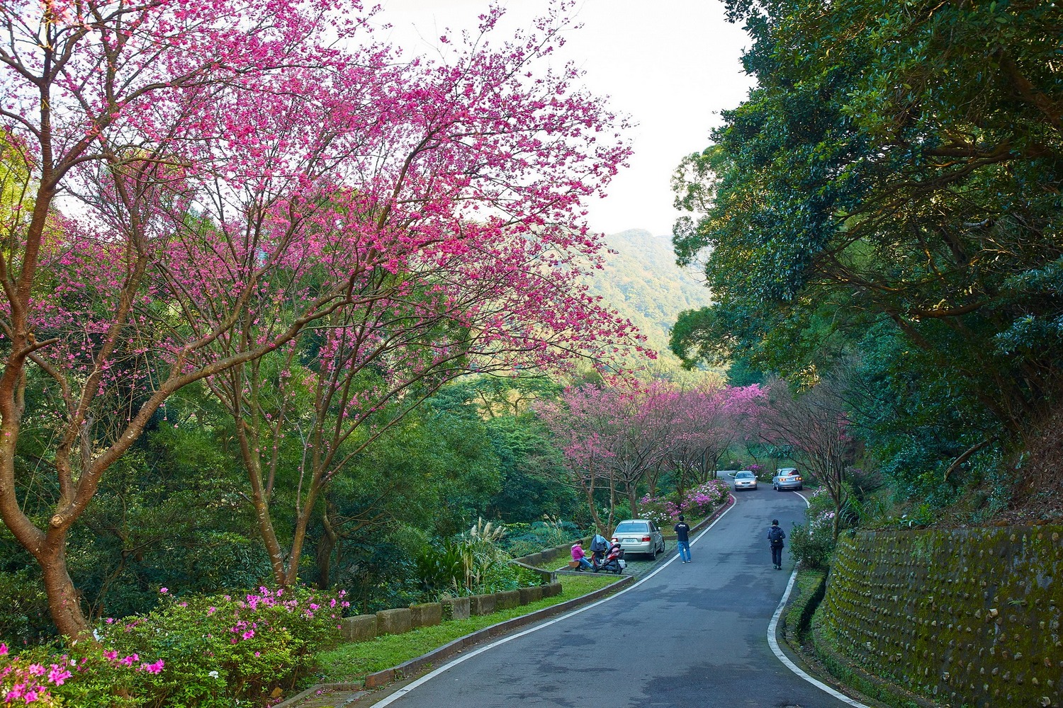 三芝青山路是當地的著名賞花點。圖:翻攝自我的新北市臉書 三芝青山路是當地的著名賞花點。圖:翻攝自我的新北市臉書