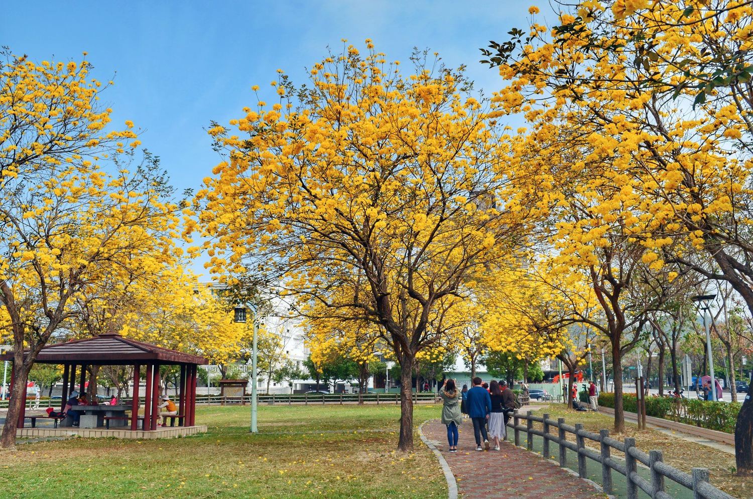 台中的廍子公園今年花況極佳,走在公園內可享受被花樹包圍的浪漫氣息。 圖:翻攝自大玩台中臉書 台中的廍子公園今年花況極佳,走在公園內可享受被花樹包圍的浪漫氣息。 圖:翻攝自大玩台中臉書