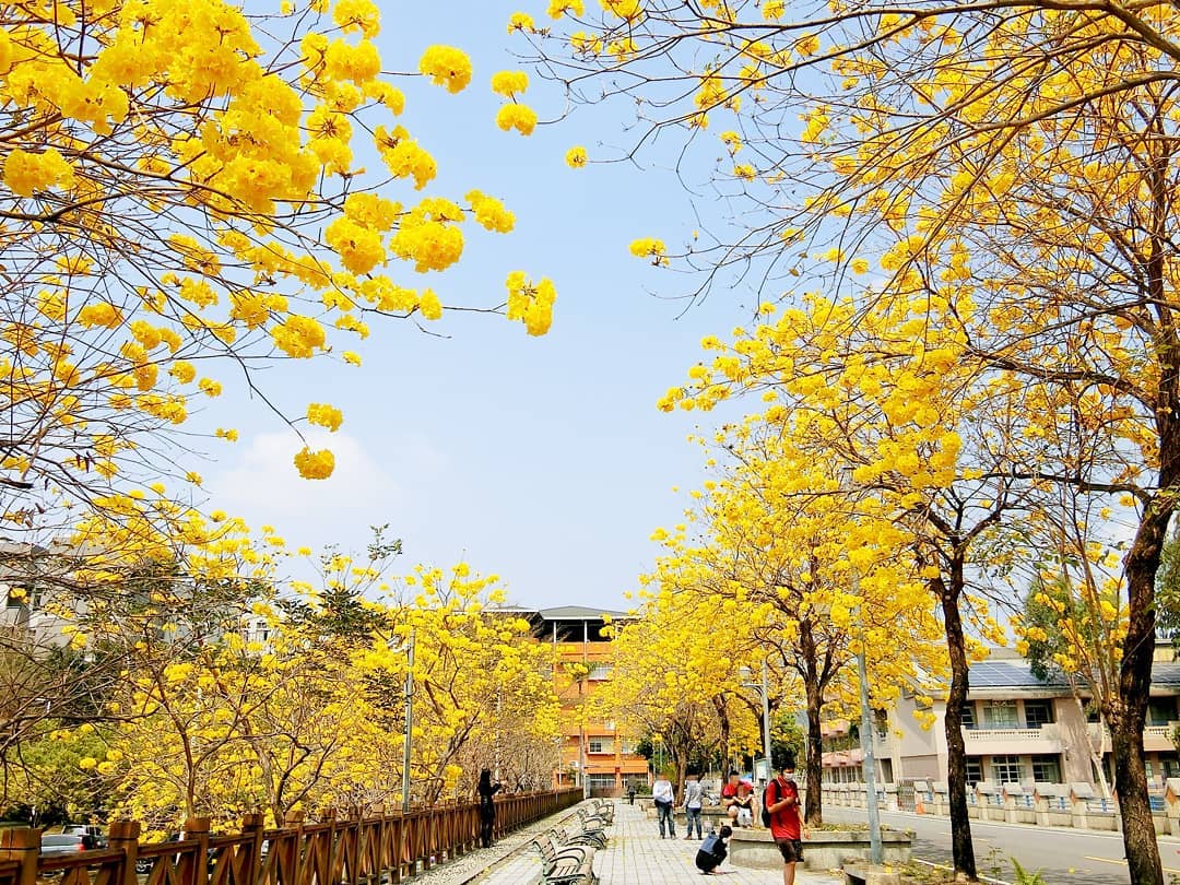 鄰近南開科大、富功國小的富昌路今年黃花炸裂,成為當地小規模的黃金大道。 圖:IG@xiaomao_xiaomao/攝影授權 鄰近南開科大、富功國小的富昌路今年黃花炸裂,成為當地小規模的黃金大道。 圖:IG@xiaomao_xiaomao/攝影授權