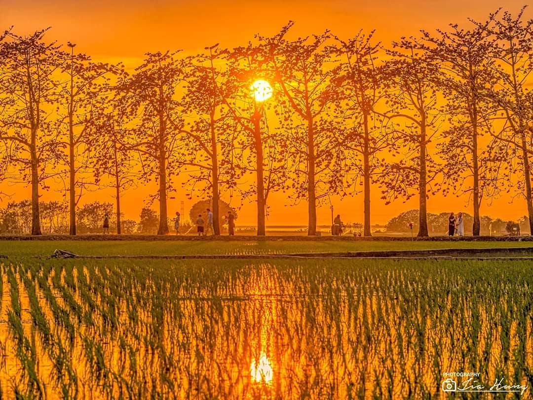 竹塘的木棉花可以拍出不同的角度。 圖:IG@mart666777/攝影授權 竹塘的木棉花可以拍出不同的角度。 圖:IG@mart666777/攝影授權