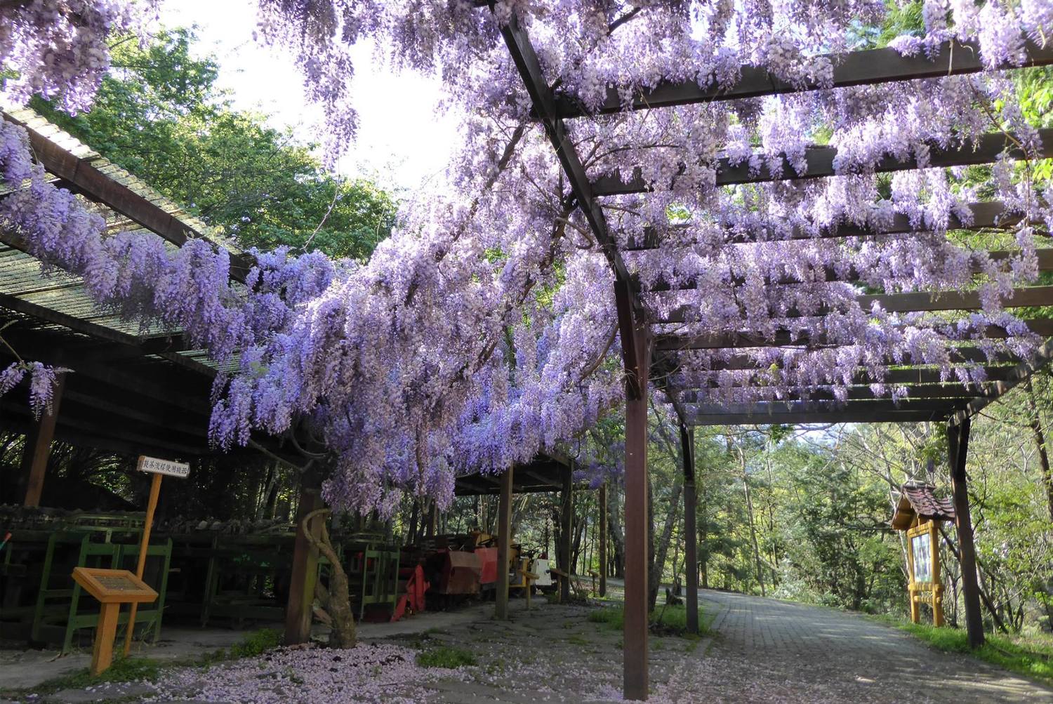 武陵山莊、農莊文物館有成堆的紫藤花爬滿了花架。 圖:翻攝自武陵農場臉書 武陵山莊、農莊文物館有成堆的紫藤花爬滿了花架。 圖:翻攝自武陵農場臉書