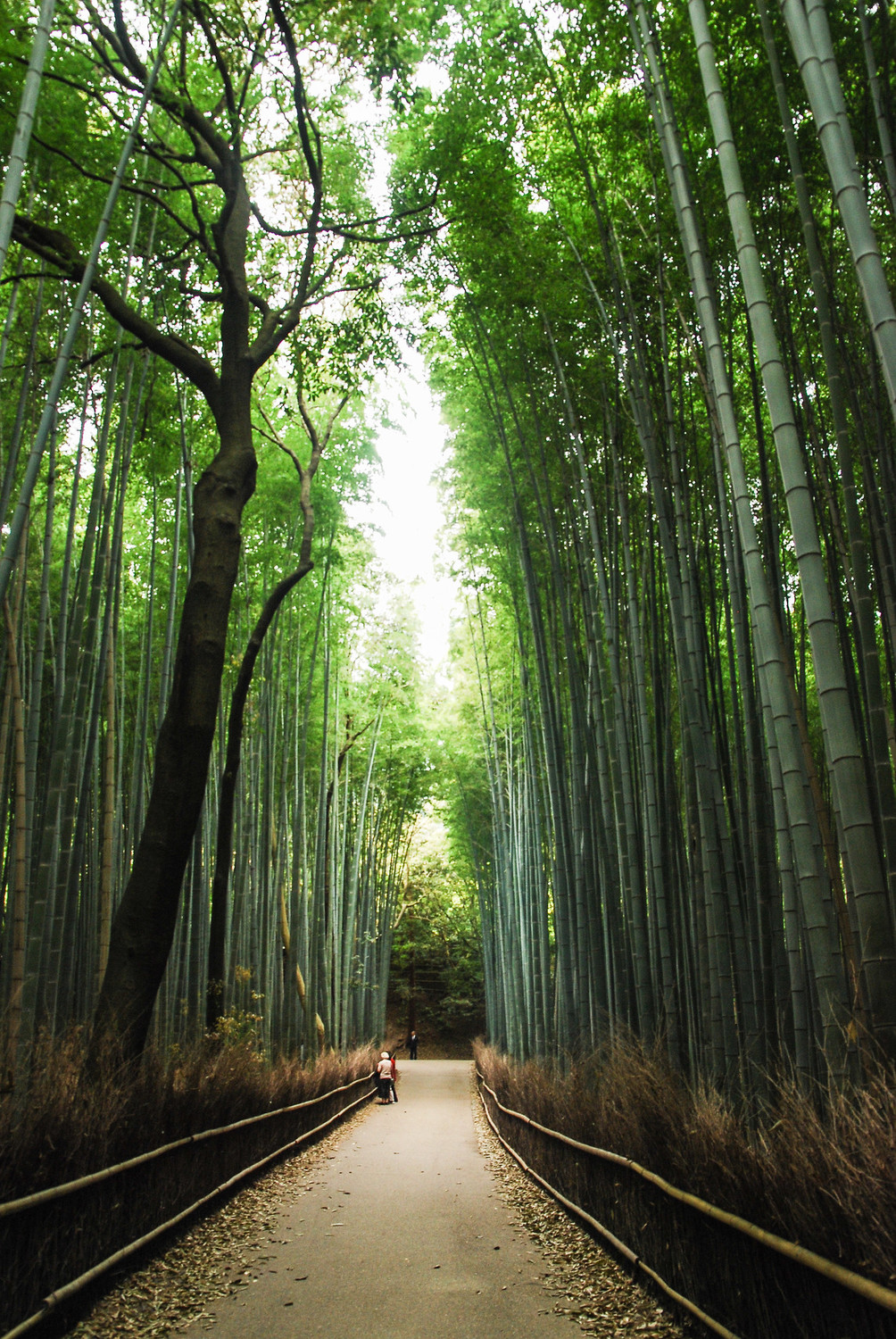 京都嵐山竹林。 圖:謝佳真/攝 京都嵐山竹林。 圖:謝佳真/攝
