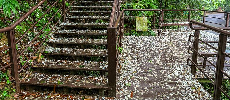 土城桐花公園是土城最知名的賞桐景點之一,而且交通非常便利。 圖:翻攝自新北旅遊網 土城桐花公園是土城最知名的賞桐景點之一,而且交通非常便利。 圖:翻攝自新北旅遊網