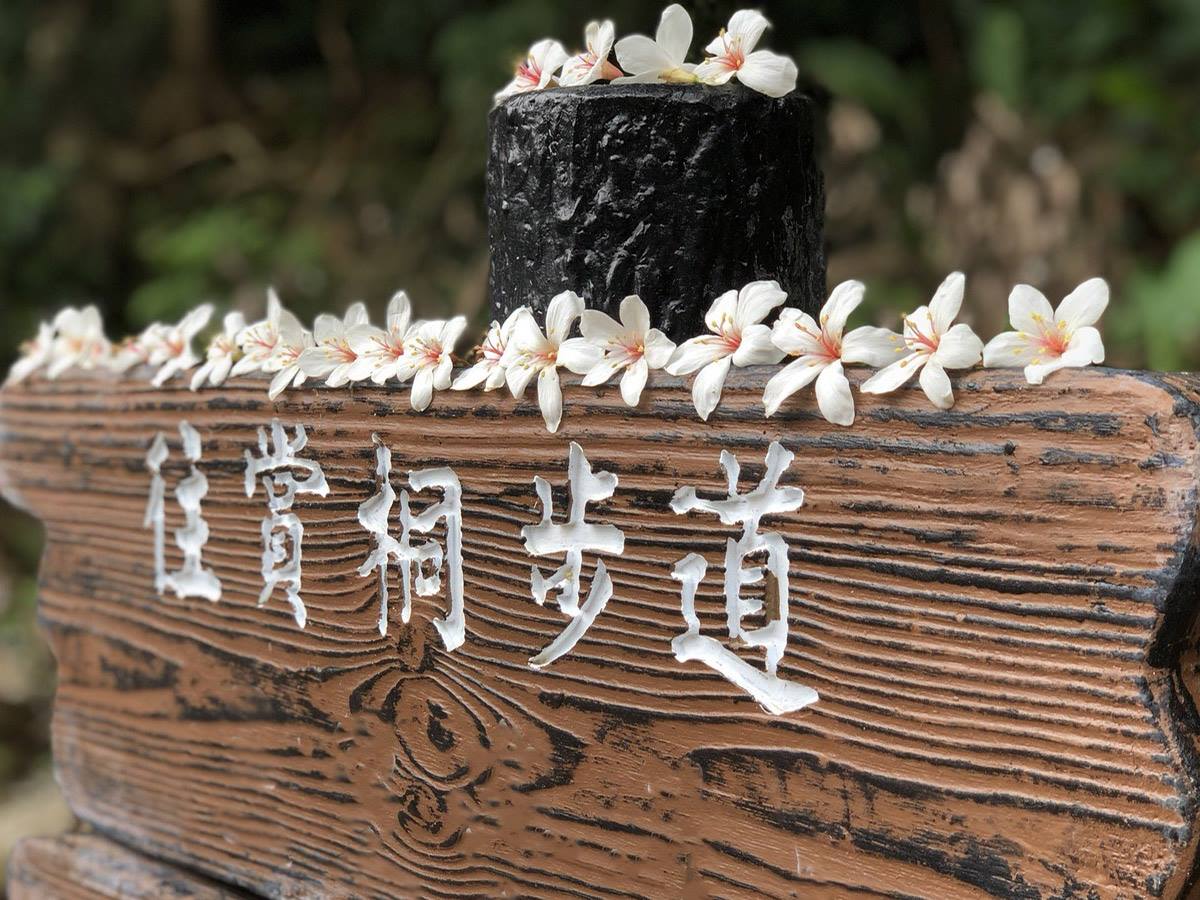 賞桐步道是三芝地區桐花密度最高的地方。 圖:翻攝自三芝區公所臉書 賞桐步道是三芝地區桐花密度最高的地方。 圖:翻攝自三芝區公所臉書