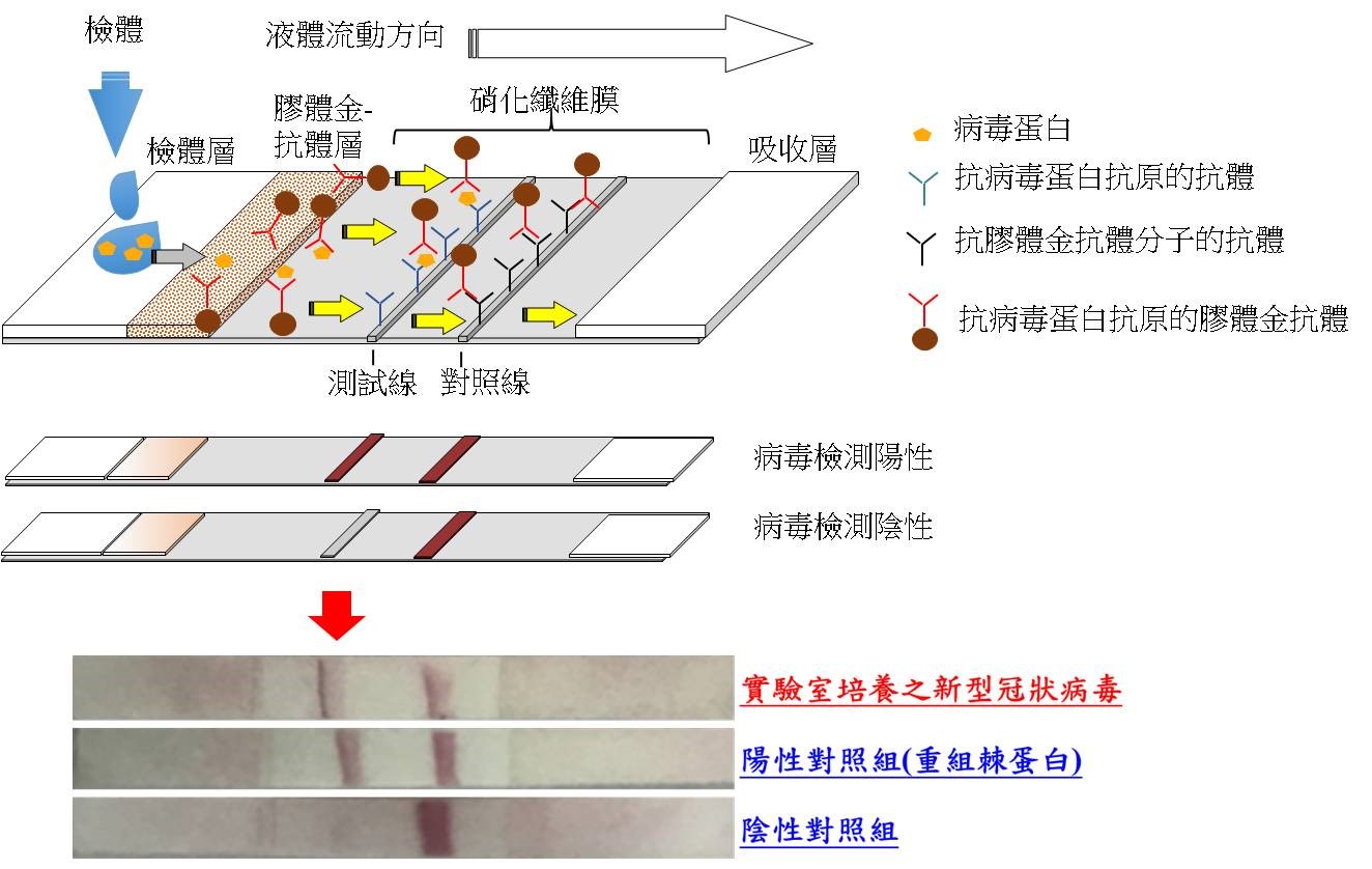 新型冠狀病毒快篩試劑雛型 圖:國衛院/提供 新型冠狀病毒快篩試劑雛型 圖:國衛院/提供