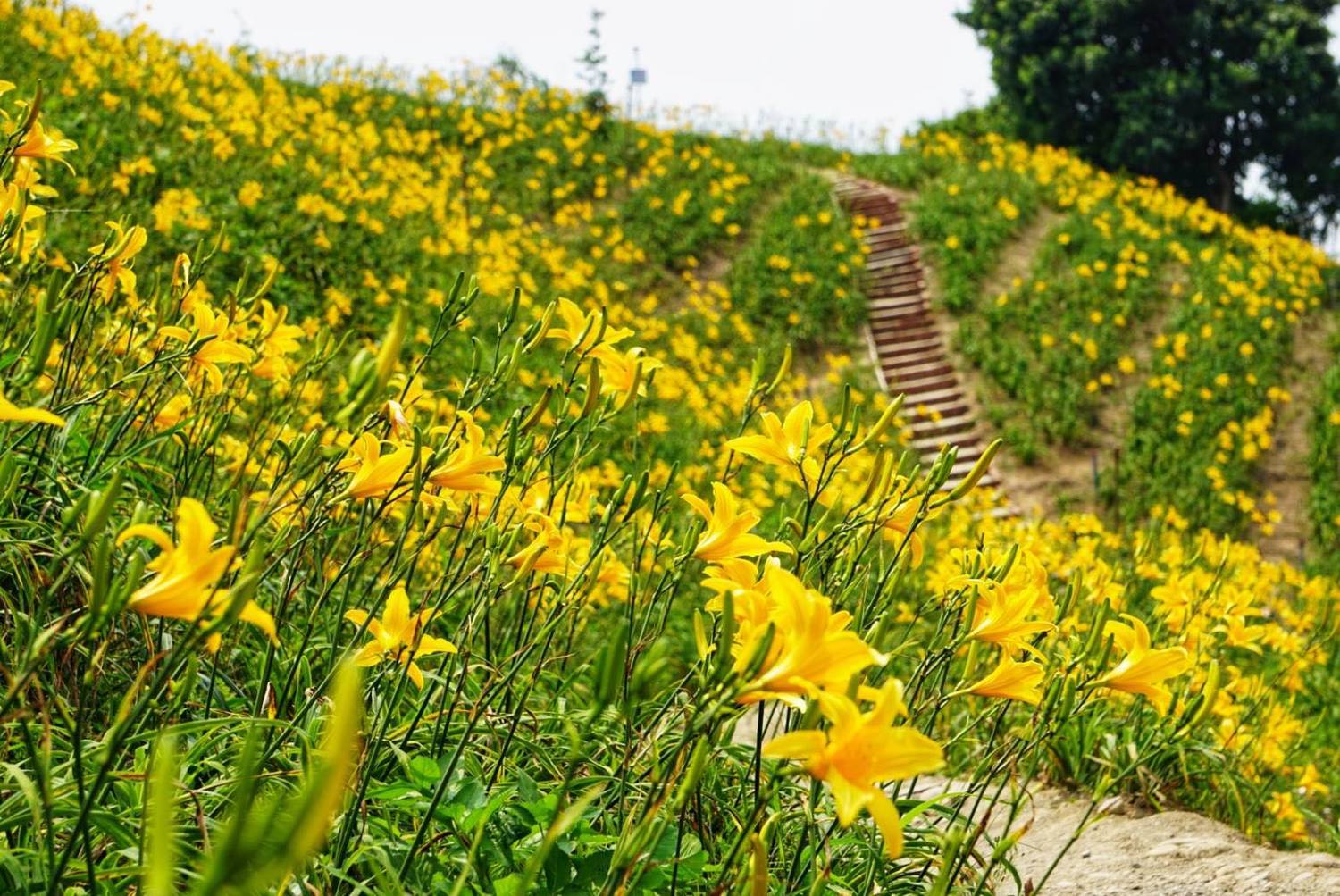 賞金針花免跑東部!彰化虎山巖今年花況比去年更好。 圖:翻攝自花壇虎山巖三級古蹟臉書 賞金針花免跑東部!彰化虎山巖今年花況比去年更好。 圖:翻攝自花壇虎山巖三級古蹟臉書