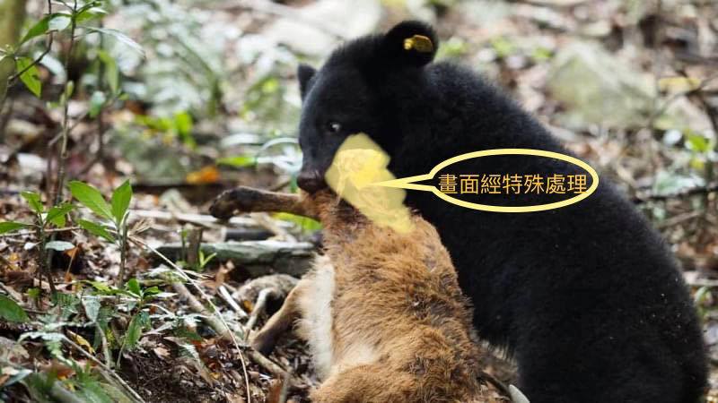林管處表示,Mulas小熊獵捕訓練的終極班同學是小山羊 圖:取自林務局台東林區管理處粉絲專頁 林管處表示,Mulas小熊獵捕訓練的終極班同學是小山羊 圖:取自林務局台東林區管理處粉絲專頁