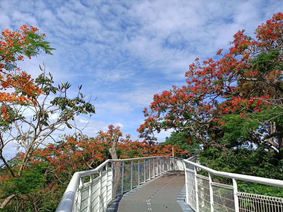 彰化八卦山天空步道周邊的鳳凰花準時於畢業季盛開。 圖:翻攝自彰化市公所城觀課臉書 彰化八卦山天空步道周邊的鳳凰花準時於畢業季盛開。 圖:翻攝自彰化市公所城觀課臉書