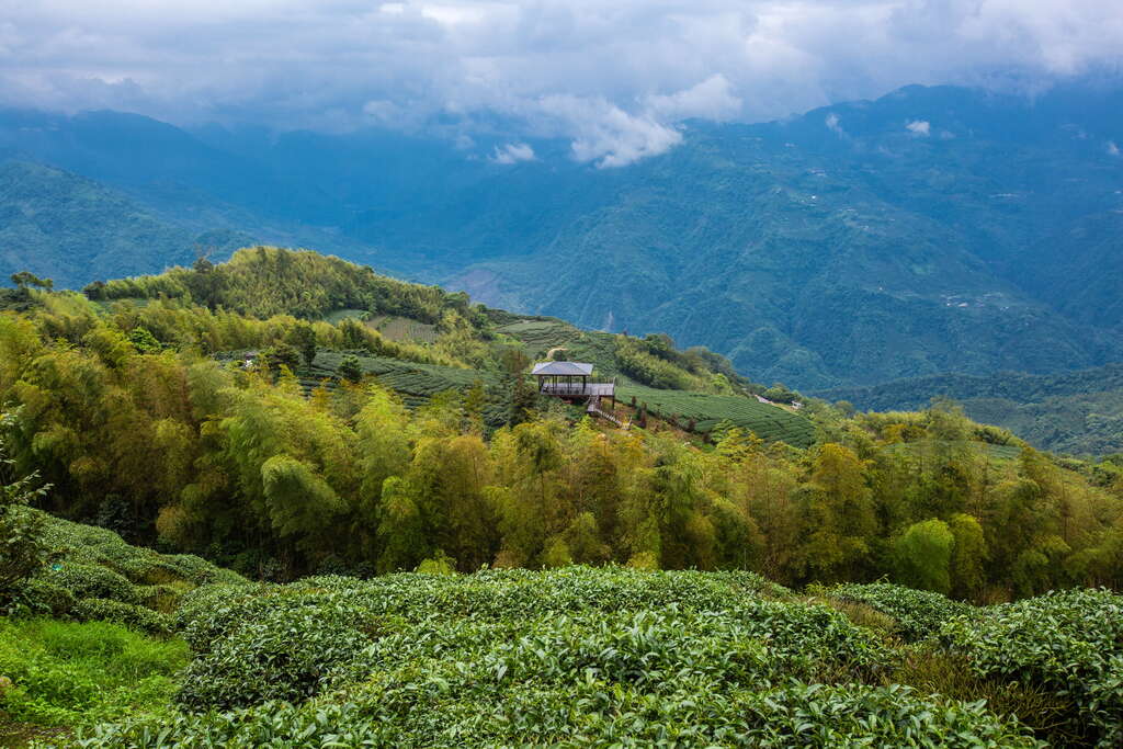 二尖山步道終點可眺望群山。 圖:翻攝自阿里山國家風景區管理處網站 二尖山步道終點可眺望群山。 圖:翻攝自阿里山國家風景區管理處網站