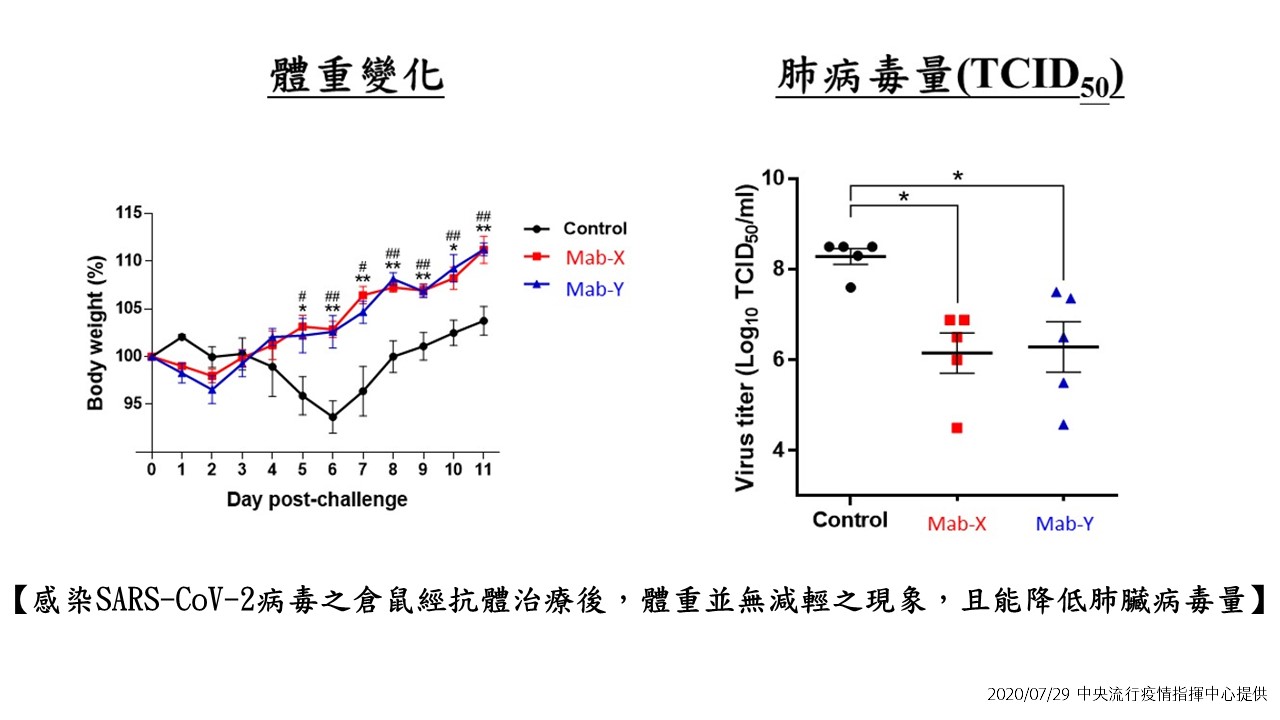 經動物試驗的結果發現,倉鼠的體重、活動力不會因此降低,肺部病毒量卻大幅下降,其對抗新冠病毒的治療效果令人振奮。 圖:中央流行疫情指揮中心/提供 經動物試驗的結果發現,倉鼠的體重、活動力不會因此降低,肺部病毒量卻大幅下降,其對抗新冠病毒的治療效果令人振奮。 圖:中央流行疫情指揮中心/提供