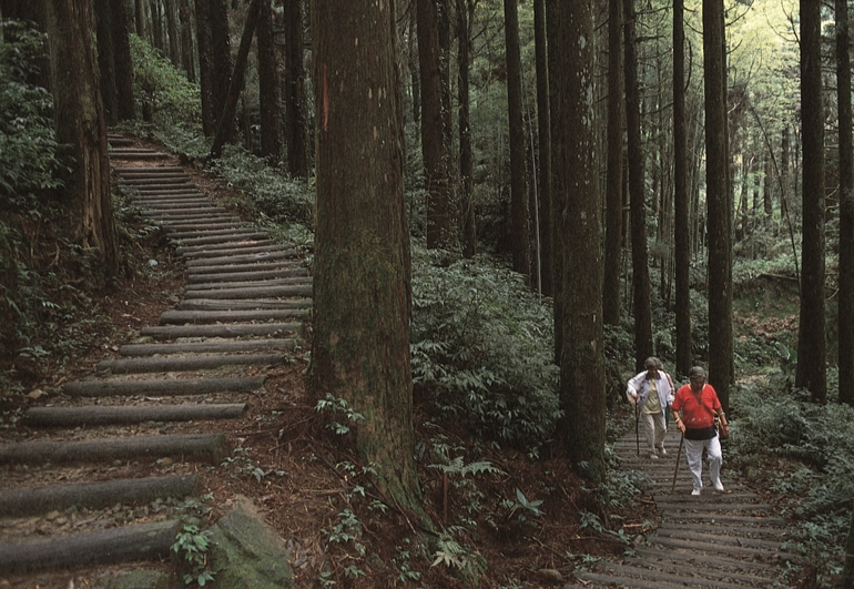 大凍山步道可享受舒心的竹、杉林雙重森林浴,大凍山最高峰為編號60的台灣小百岳。 圖:嘉義縣文化觀光局/提供 來嘉健行!12條步道一覽瀑布雲海鐵道壯麗風光
