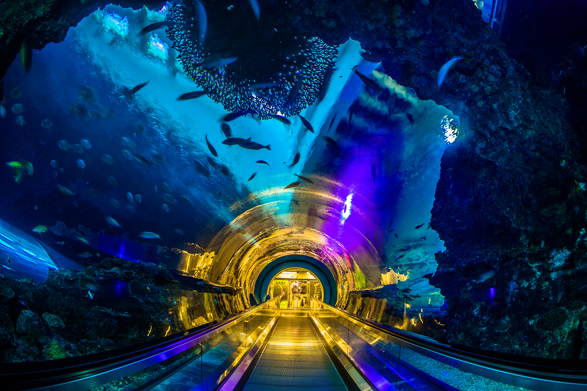 國立海洋生物博物館海底隧道,七彩光線和海底生物共譜奇幻世界。 圖:KLOOK/提供 國立海洋生物博物館海底隧道,七彩光線和海底生物共譜奇幻世界。 圖:KLOOK/提供