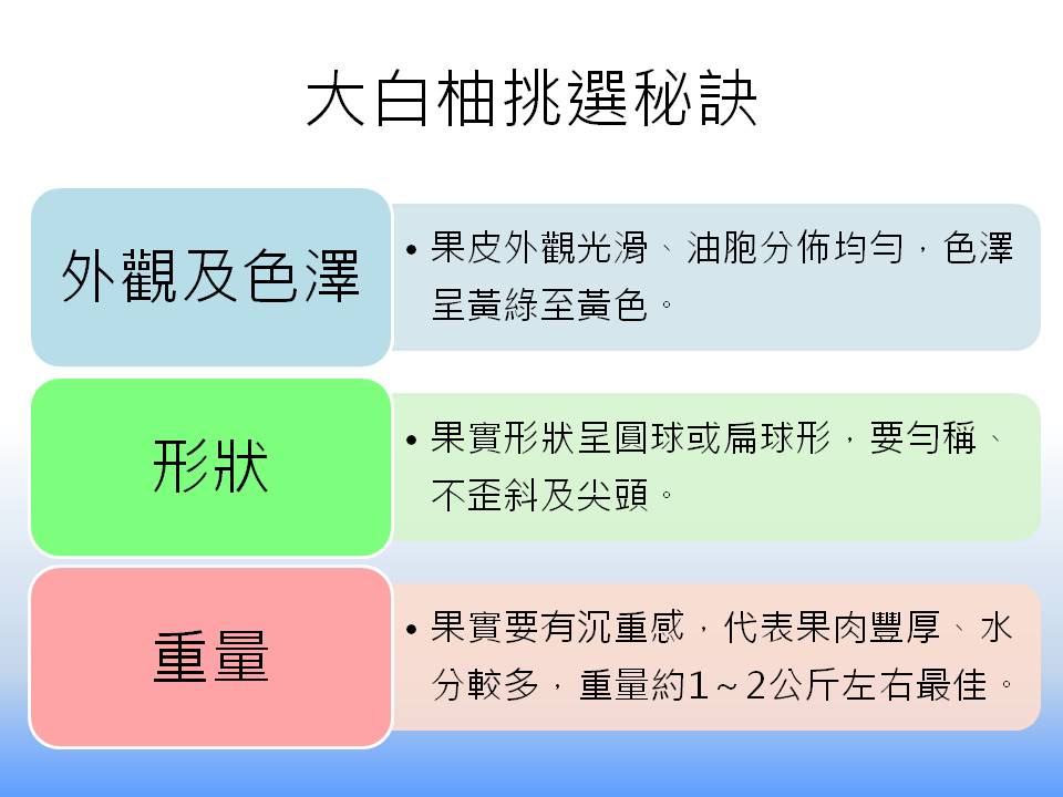 大白柚不論果肉或是水分都比文旦更飽滿豐厚、甘甜中帶酸的獨特風味,食後口齒留香,吃起來更過癮,而要怎麼挑才會選到好吃香甜的大白柚?台南農改場在這邊教你!圖為大白柚果實。 大白柚不論果肉或是水分都比文旦更飽滿豐厚、甘甜中帶酸的獨特風味,食後口齒留香,吃起來更過癮,而要怎麼挑才會選到好吃香甜的大白柚?台南農改場在這邊教你!圖為大白柚果實。