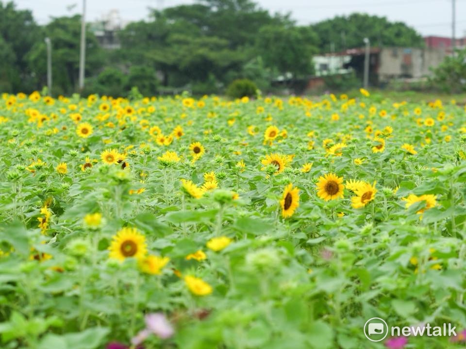 中壢場的主題花是向日葵 圖:桃園市農業局提供 中壢場的主題花是向日葵 圖:桃園市農業局提供