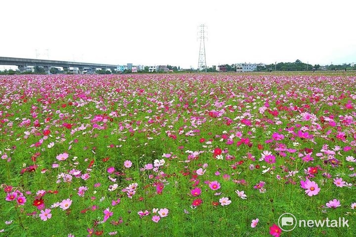 2017桃園花彩節楊梅登場。迎風搖曳的波斯菊,不但嬌嫩可愛,還是最佳的天然綠肥,有助滋養土壤。 圖:桃園市農業局提供 2017桃園花彩節楊梅登場。迎風搖曳的波斯菊,不但嬌嫩可愛,還是最佳的天然綠肥,有助滋養土壤。 圖:桃園市農業局提供