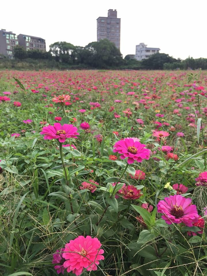 2017桃園花彩節活動即將登場。 2017桃園花彩節活動即將登場。