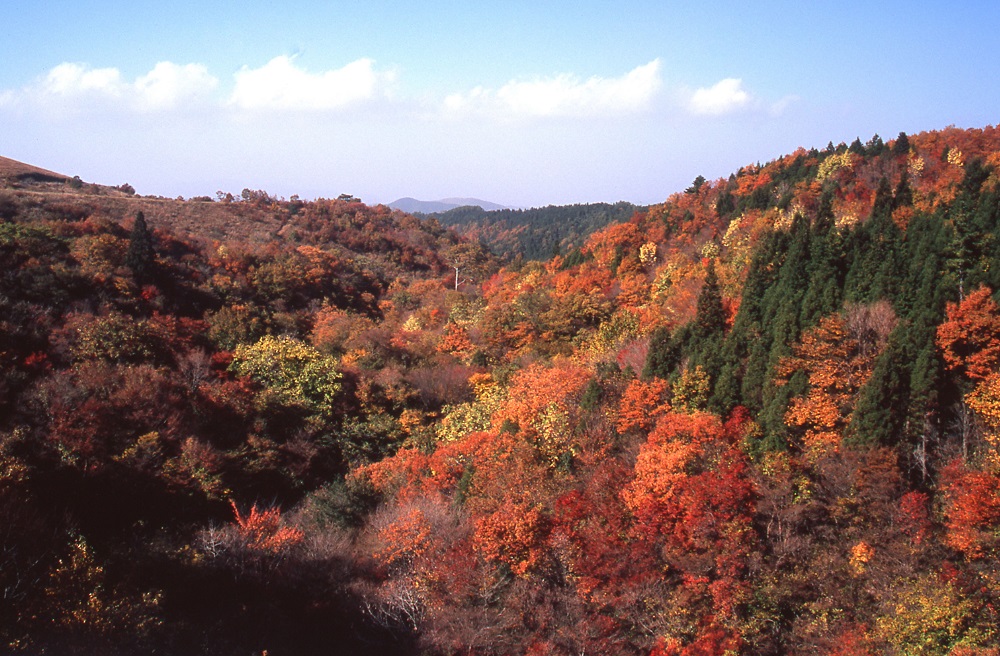日本大分縣風景優美。 圖 : 台中市政府/提供 日本大分縣風景優美。 圖 : 台中市政府/提供