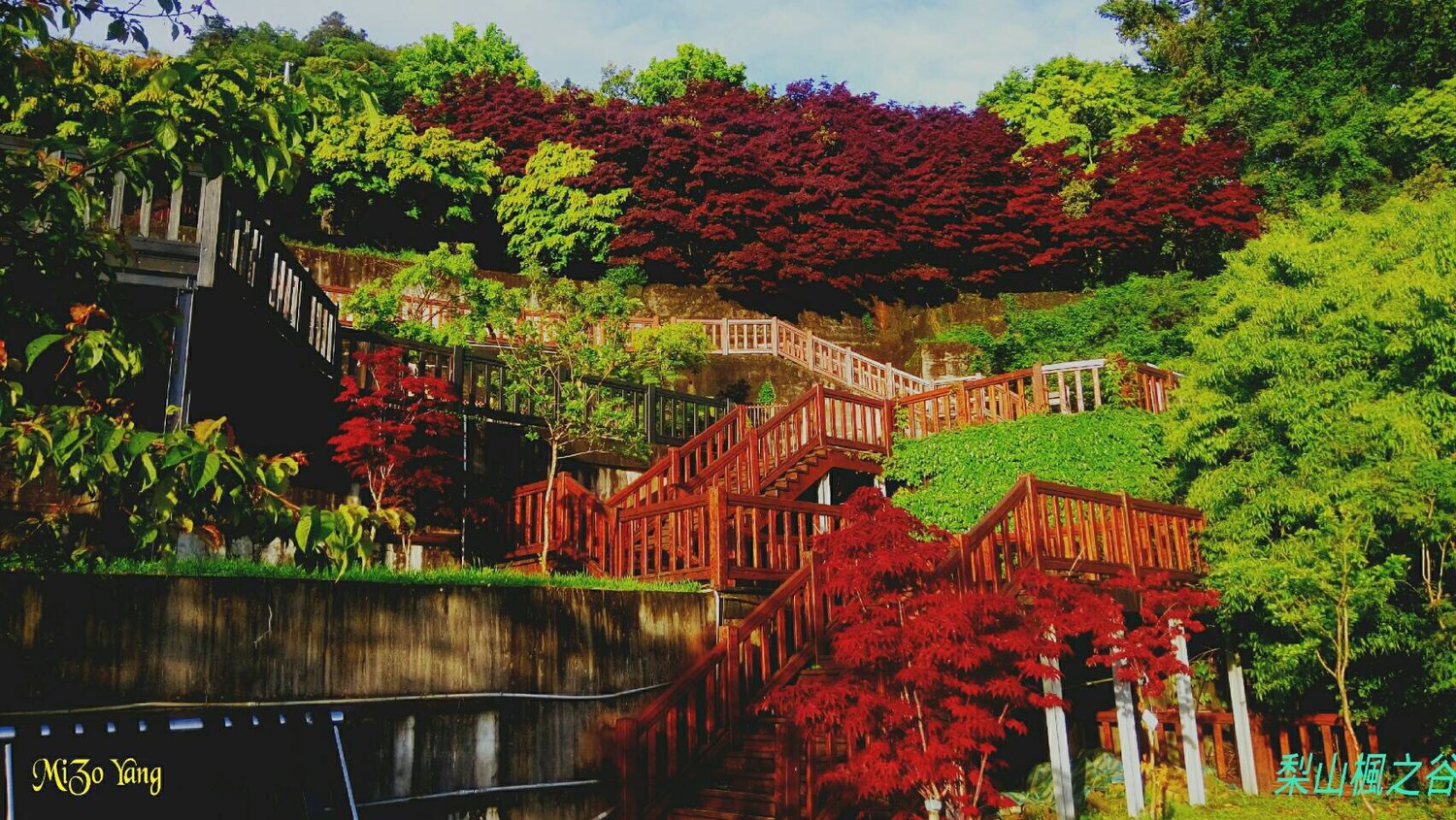 「楓之谷-1956秘密花園」已是一片楓紅。 「楓之谷-1956秘密花園」已是一片楓紅。