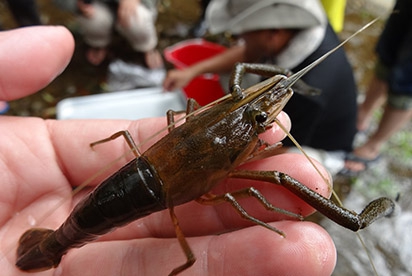 在農村中還能生態體驗抓溪蝦、溪魚。 圖:翻攝自高雄一日農夫體驗趣網頁 在農村中還能生態體驗抓溪蝦、溪魚。 圖:翻攝自高雄一日農夫體驗趣網頁