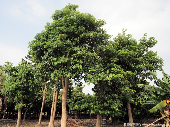 時序進入黑板樹開花季節,許多種植黑板樹的公園、學校或道路附近晚間都出現刺鼻怪味。 時序進入黑板樹開花季節,許多種植黑板樹的公園、學校或道路附近晚間都出現刺鼻怪味。