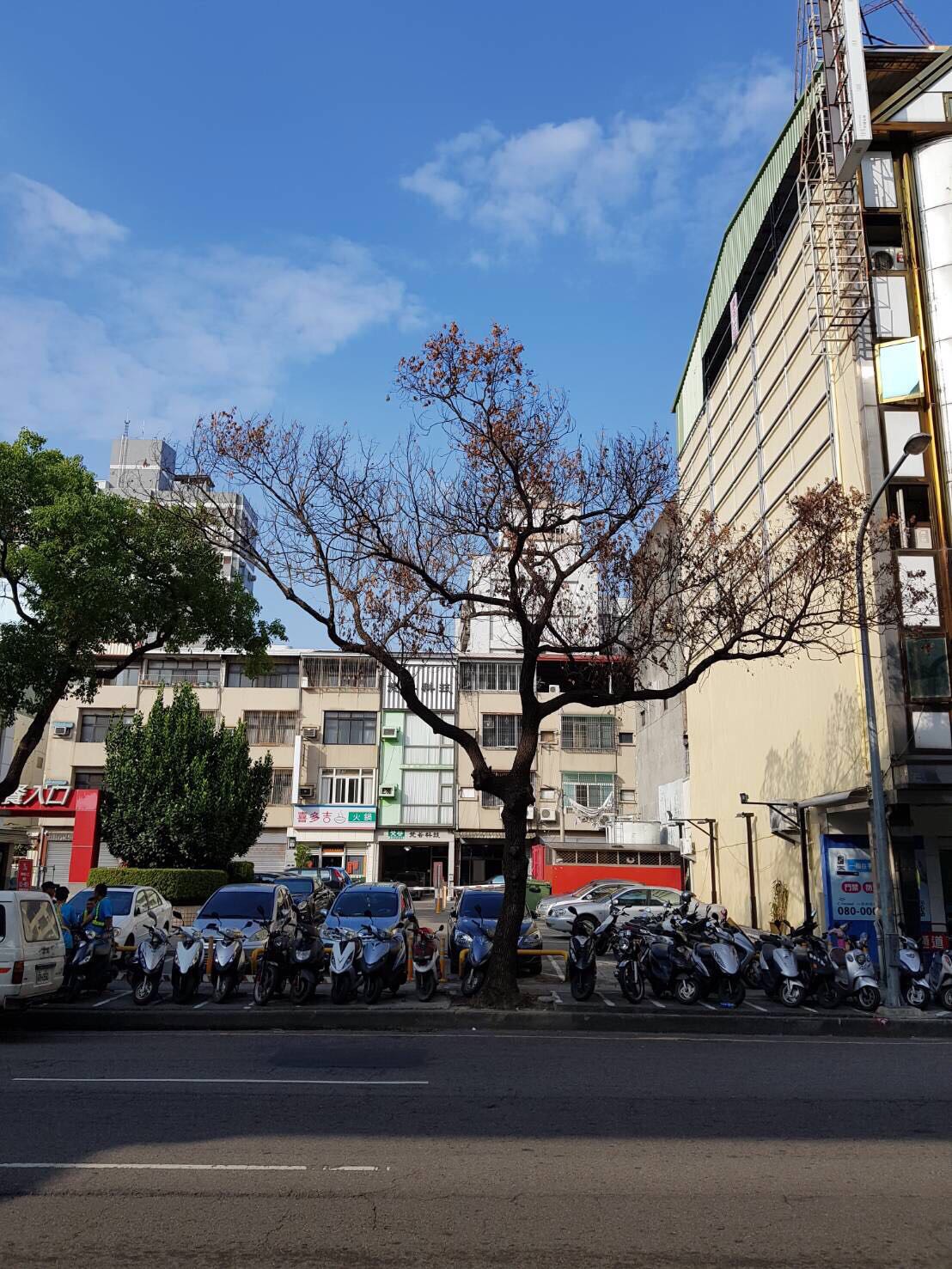 被毒的樹木枯死後已移除。 圖 : 台中市建設局/提供 被毒的樹木枯死後已移除。 圖 : 台中市建設局/提供
