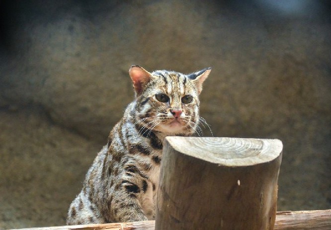 保育類動物石虎模樣相當可愛,但他們的生存卻時刻受到路殺、生存地遭破壞及捕獸夾誤殺等重重威脅。 圖:翻攝自台北市立動物園 保育類動物石虎模樣相當可愛,但他們的生存卻時刻受到路殺、生存地遭破壞及捕獸夾誤殺等重重威脅。 圖:翻攝自台北市立動物園