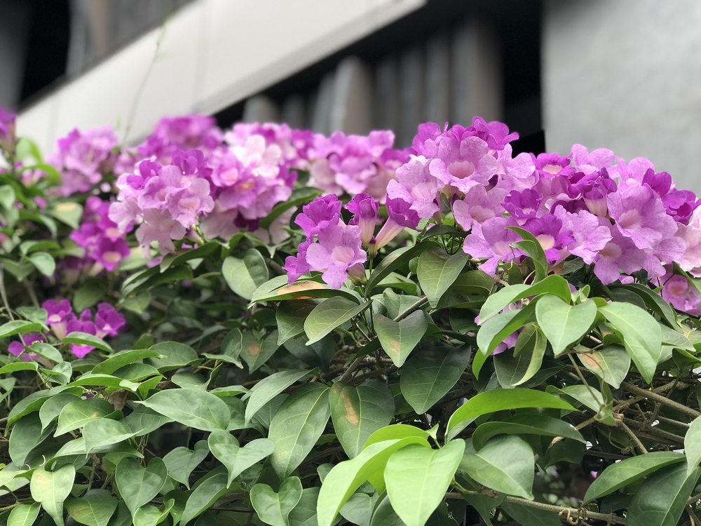 蒜香藤現正展現唯美的紫色浪漫。 圖:台北市工務局提供 蒜香藤現正展現唯美的紫色浪漫。 圖:台北市工務局提供