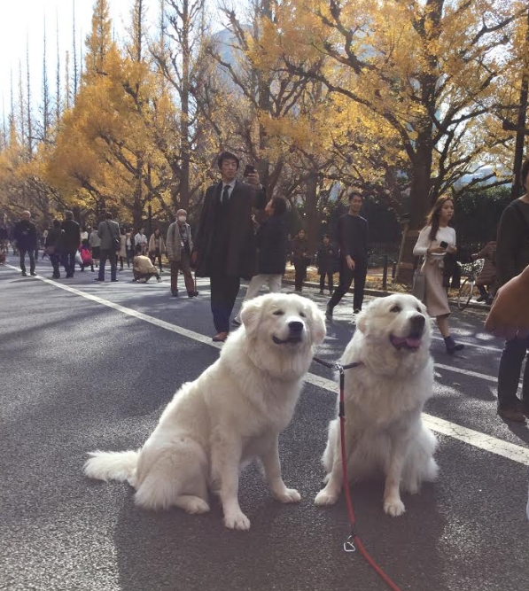 來跟銀杏大道搶鏡頭的大白狗,主人表示牠們並無血緣關係。 圖:劉黎兒/攝 來跟銀杏大道搶鏡頭的大白狗,主人表示牠們並無血緣關係。 圖:劉黎兒/攝
