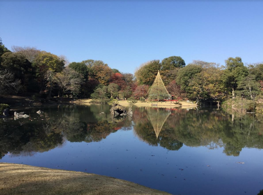 六義園有許多常綠樹,不會一口氣全面染紅 圖:劉黎兒/攝 六義園有許多常綠樹,不會一口氣全面染紅 圖:劉黎兒/攝