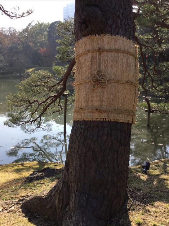 六義園的菰卷來讓蟲過冬。 圖:劉黎兒/攝 六義園的菰卷來讓蟲過冬。 圖:劉黎兒/攝