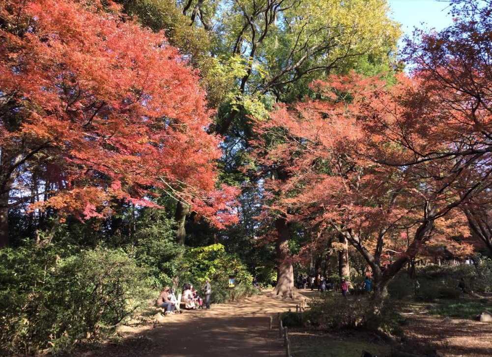 六義園的水香江附近的紅葉。 圖:劉黎兒/攝 六義園的水香江附近的紅葉。 圖:劉黎兒/攝