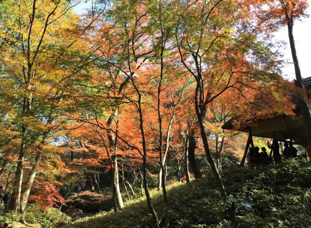 六義園的小木亭與紅葉。 圖:劉黎兒/攝 六義園的小木亭與紅葉。 圖:劉黎兒/攝